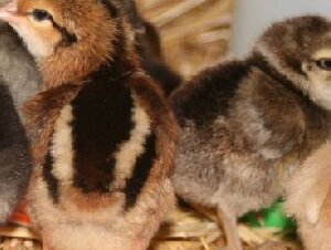 pure indian kuroiler chicks